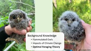 Foraging Ecology and Space Use of Breeding Flammulated Owls Psiloscops flammeolus in Northern Utah [upl. by Enniroc338]