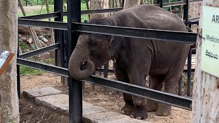 Elephant Eating Soil at Bannerghatta National Park [upl. by Yendroc]