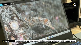 Insolite  un hippocampe très rare a été photographié à SainteRose [upl. by Conni]