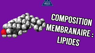 Composition et structure de la membrane plasmique  Lipides [upl. by Brandice304]