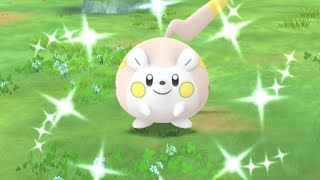 Shiny Togedemaru Spotlight Hour [upl. by Nnylyar]