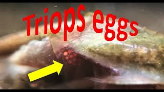 Triops laying eggs [upl. by Rea323]