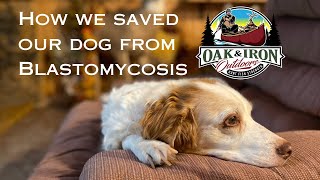 How we saved our dog from Blastomycosis [upl. by Kacie]