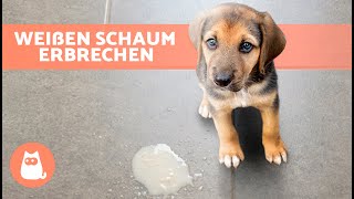 Warum ERBRICHT mein HUND WEIßEN SCHAUM 🐶 5 Ursachen und Behandlungen [upl. by Dart]