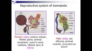 16 Introduction to Trematodes I720P HD [upl. by Ronen]