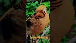 Golden Pheasant  Beautiful Birds birdssounds youtubeshorts [upl. by Nahsaj807]