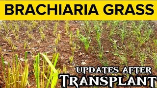 Brachiaria Grass  Mulato Grass Updates After Transplant [upl. by Lemmor287]