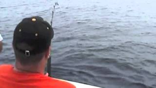 Sailfish almost jumps into the boat Fishing Quepos Costa Rica [upl. by Eileme843]