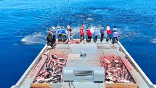 Back on the Water Chasing Skipjack Tuna After a Short Break🎣 [upl. by Essile]