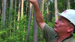 Measuring tree height with a clinometer [upl. by Jean-Claude]