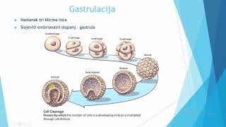 Gastrulacija [upl. by Egroj]