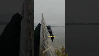 waterfowlhunting duckhunt birdhunting duckhunter duckguru goosehunting 2024 [upl. by Lalittah]