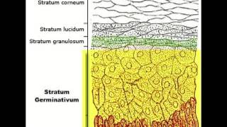 The Epidermis [upl. by Eltsirk]