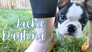 Ep 1 Jackie Daytonas First Week Home  Boston Terrier Puppy Vlog [upl. by Hynes]