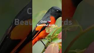 Chile landscape and beautiful birds [upl. by Airotnes]