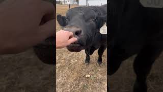 Throwing seed and trying to pet the bull angus cow farming pennco [upl. by Croom199]