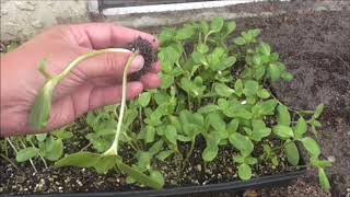 Transplanting Sunflower Seedlings [upl. by Nick]