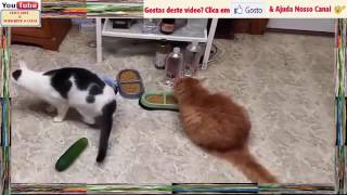 Gatos e Pepinos Para Gargalhadas YouTube [upl. by Annaed]