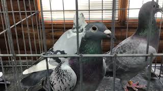 Racing Homers for sale at Central Jersey Variety Pigeon Club Show [upl. by Siramed]