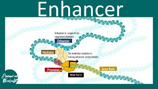 Enhancer and eukaryotic gene expression regulation  Cis regulatory elements Enhancer promoter loop [upl. by Inalel]