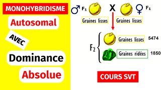 ✅Génétique des diploïdes Monohybridisme autosomal avec dominance absolue [upl. by Cirtemed849]