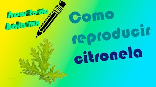 como reproducir citronela hola mx [upl. by Marshal922]