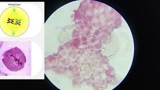 11th CLASS PRACTICAL  CELL DIVISION MEIOSIS 1 amp MEIOSIS 2  PROPHASE 5 STAGES  CBSE  GSEB bio [upl. by Ecniuq901]