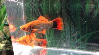 Lowfin red alpha swordtails  ♀ 082014 [upl. by Nelli]