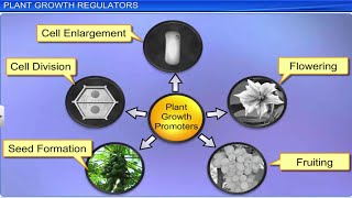 Kinetin and Cytokinin Plant Physiology [upl. by Aiykan891]