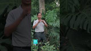 Supersized Monsteras at Parijat Nursery Jorhat tropicalparadise monstera localnursery [upl. by Avi]