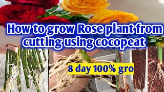 How to grow Rose plant from cuttings  grow Rose from stem cuttings Rose cutting jugaad [upl. by Leinod]