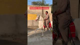 shorts youtubeshorts horse video viral Neza bazi [upl. by Rentsch]