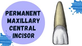 Permanent Maxillary Central Incisor  Tooth Morphology Made Easy [upl. by Greta]