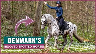 Equestrian Rides the Knabstrupper Horse in Denmark [upl. by Larry]