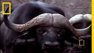 Black Mamba vs Animal Kingdom  National Geographic [upl. by Aram947]