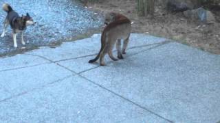 Hungry Cougar vs brave dogs Highlands Victoria [upl. by Certie]