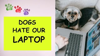 Reasons why dogs hate our Laptop [upl. by Jeffie641]