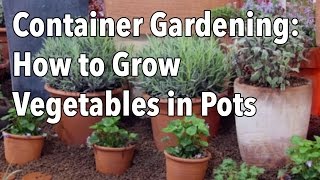 Container Gardening  Top Tips for Success [upl. by Goodkin]