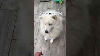 Ma samoyède obéit à la perfection pourtoi chien catvideos [upl. by Nogas]