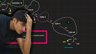 Glycolysis Pyruvic acid oxidation Krebs cycle ETC  MDCAT Biology [upl. by Vandyke]