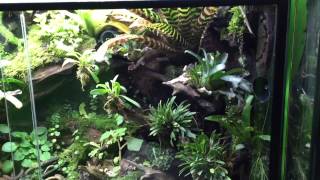 180 Gallon Histrionica Vivarium [upl. by Liebman]