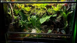 AROID ALERT 180 Gallon RedHead Histrionica Vivarium UPDATE [upl. by Nabi]