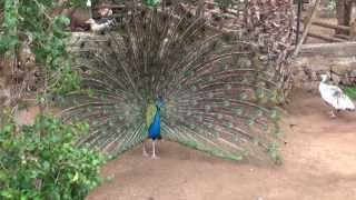 CORTEJO DEL PAVO REAL  Alberto [upl. by Gemmell]