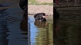 Graceful Elegance Black Swans Serene Dance on the Pond 🖤🦢 [upl. by Macnair760]