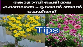 എന്നും പൂക്കൾ തരുന്ന Allamanda plantAllamanda plant care propagation malayalameasy tipsflowering [upl. by Alfonso]