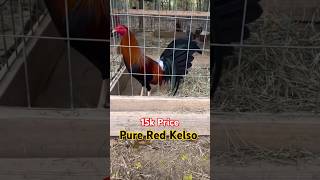 Pure Red Kelso  15k shortvideo [upl. by Averi8]