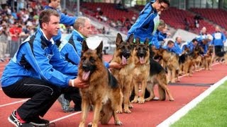 SchäferhundeWM im Auestadion Kassel mit George Foreman [upl. by Negrom55]