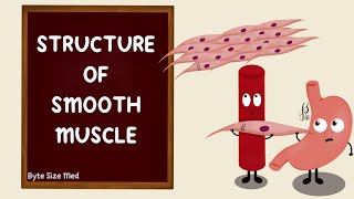 Structure of Smooth Muscle  Types of Smooth Muscle  Muscle Physiology  Myology [upl. by Gerstner]