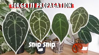 FORGETII PROPAGATION  Propagating Anthuriums [upl. by Johns]