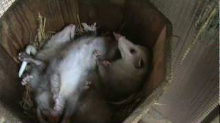 Fivemonthold opossum babies keeping cool [upl. by Hgielah]